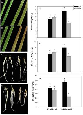 Genotype Variation in Rice (Oryza sativa L.) Tolerance to Fe Toxicity Might Be Linked to Root Cell Wall Lignification